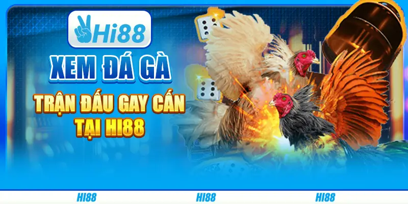 Xem đá gà, trận đấu gay cấn tại Hi88